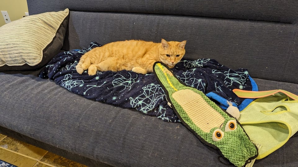 Molly sitting on a couch and blanket, with an alligator-shaped scratch toy.