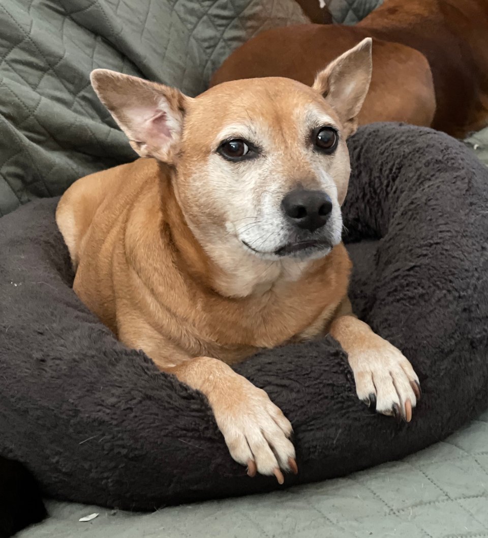 Kizu, a short-haired fawn-colored dog with a white-flecked muzzle, one pointed ear and one half-flopped ear and dark brown eyes is laying on her stomach in a dark brown donut bed, looking at the photographer with vague suspicion