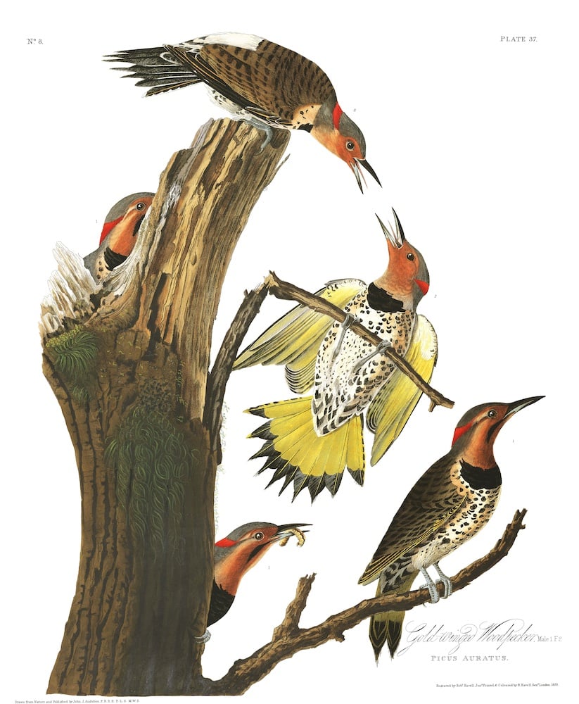 An illustration of birds all around a tree, one holding a worm, one just sitting there, two chattering at eachother, and one hiding behind the stump