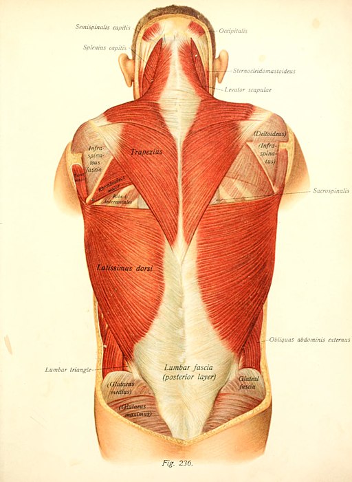 Anatomical drawing of the musculature of a human back with different muscles labeled.