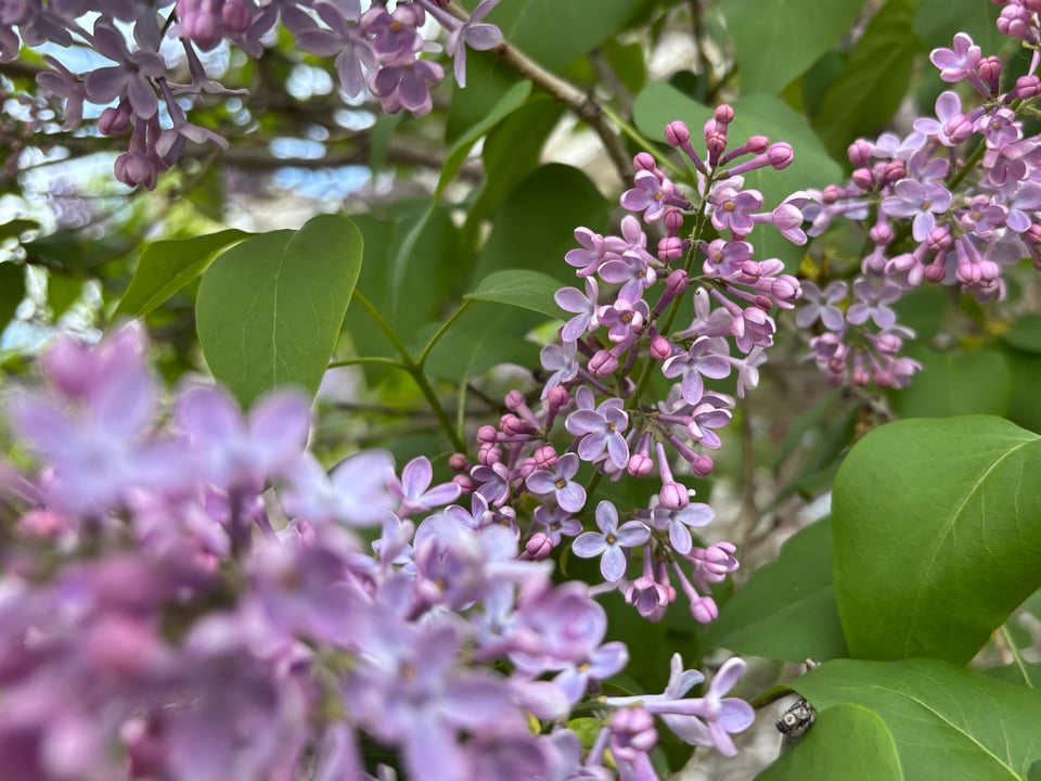 LILACS!