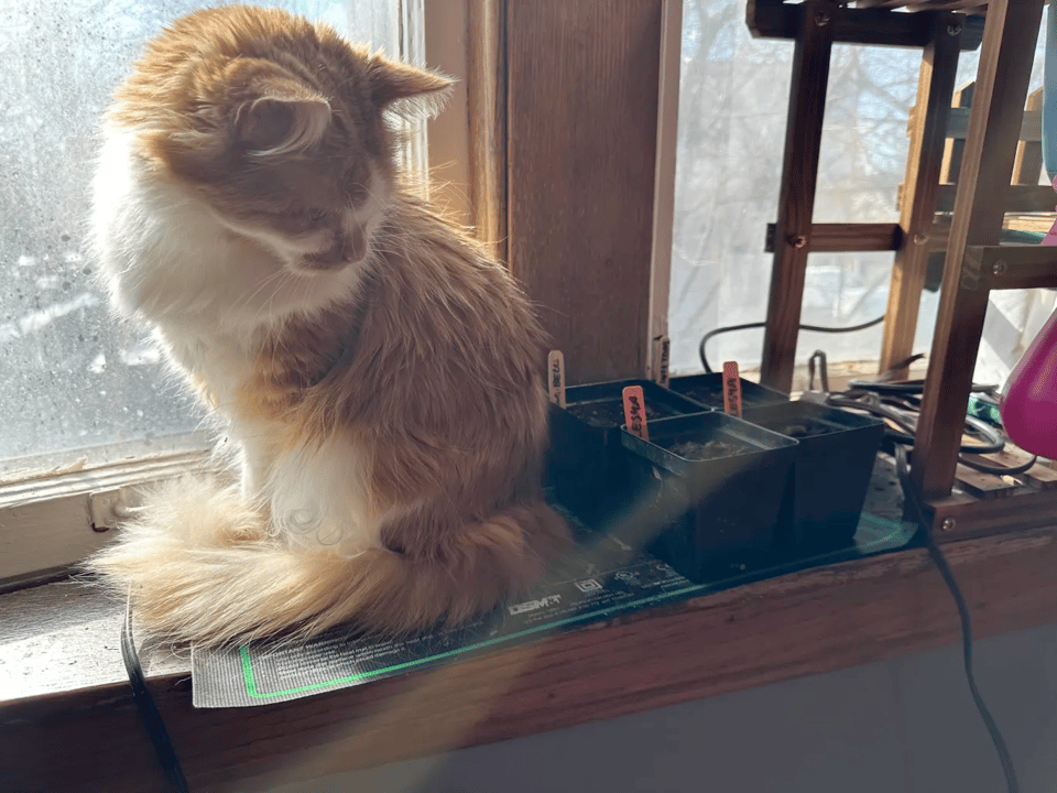A fluffy orange and white cat taking up all the space on a seedling heat mat in a sunny window.