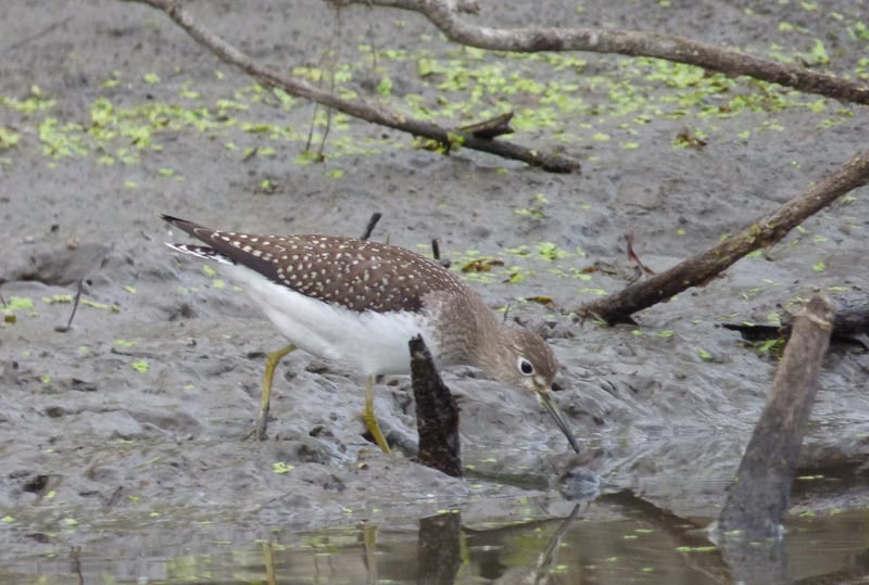 A Solitary Sandpiper wanders a muddy beach. / Photo by Bruce Ause