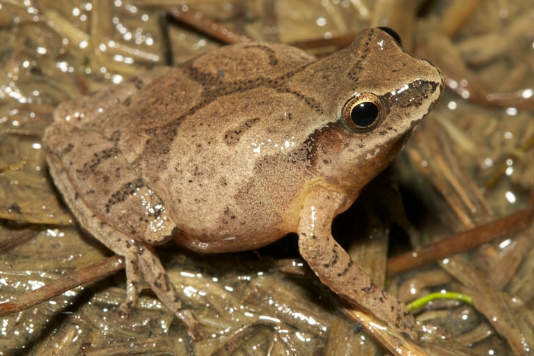 spring peeper