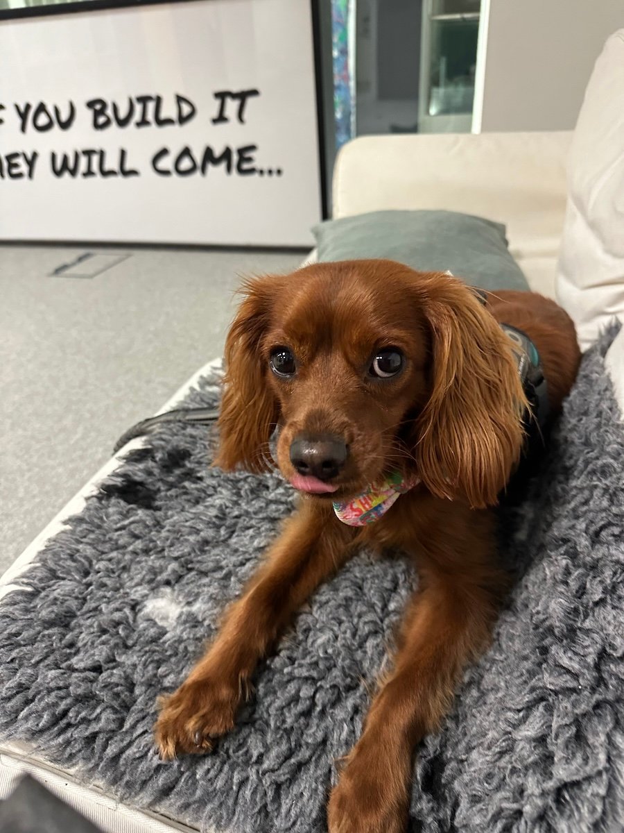 Radio sticks out his tongue.