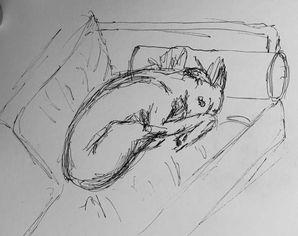 Quick pen sketch of a greyhound curled up on a sofa