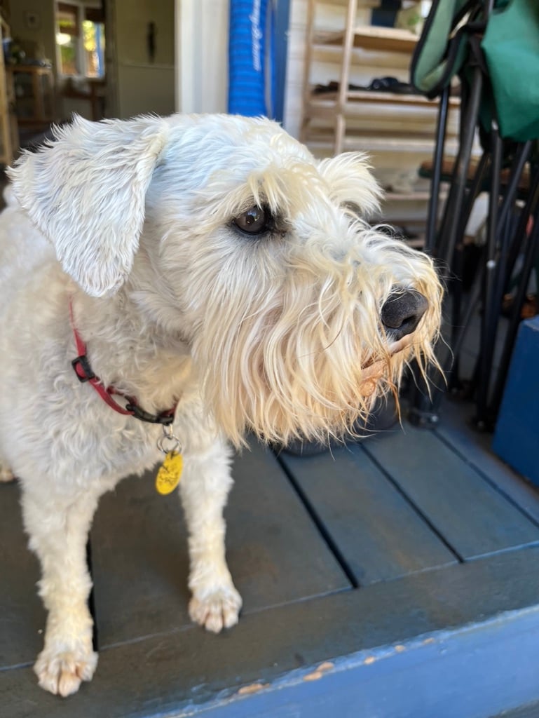 A close up profile of Finn, the white schnauzer, standing on the blue porch, staring out into the front yard, although naturally we are viewing Finn and his curiosity and yearning, not the front yard, which for us is unseen and thus mysterious and hopeful.
