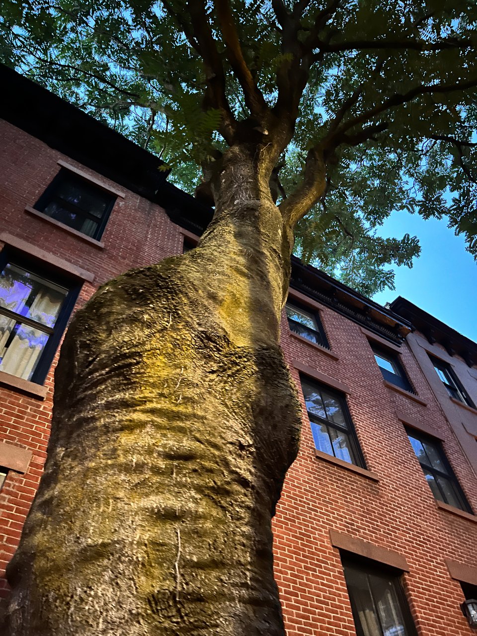 enormous tree towering over Brooklyn brownstones