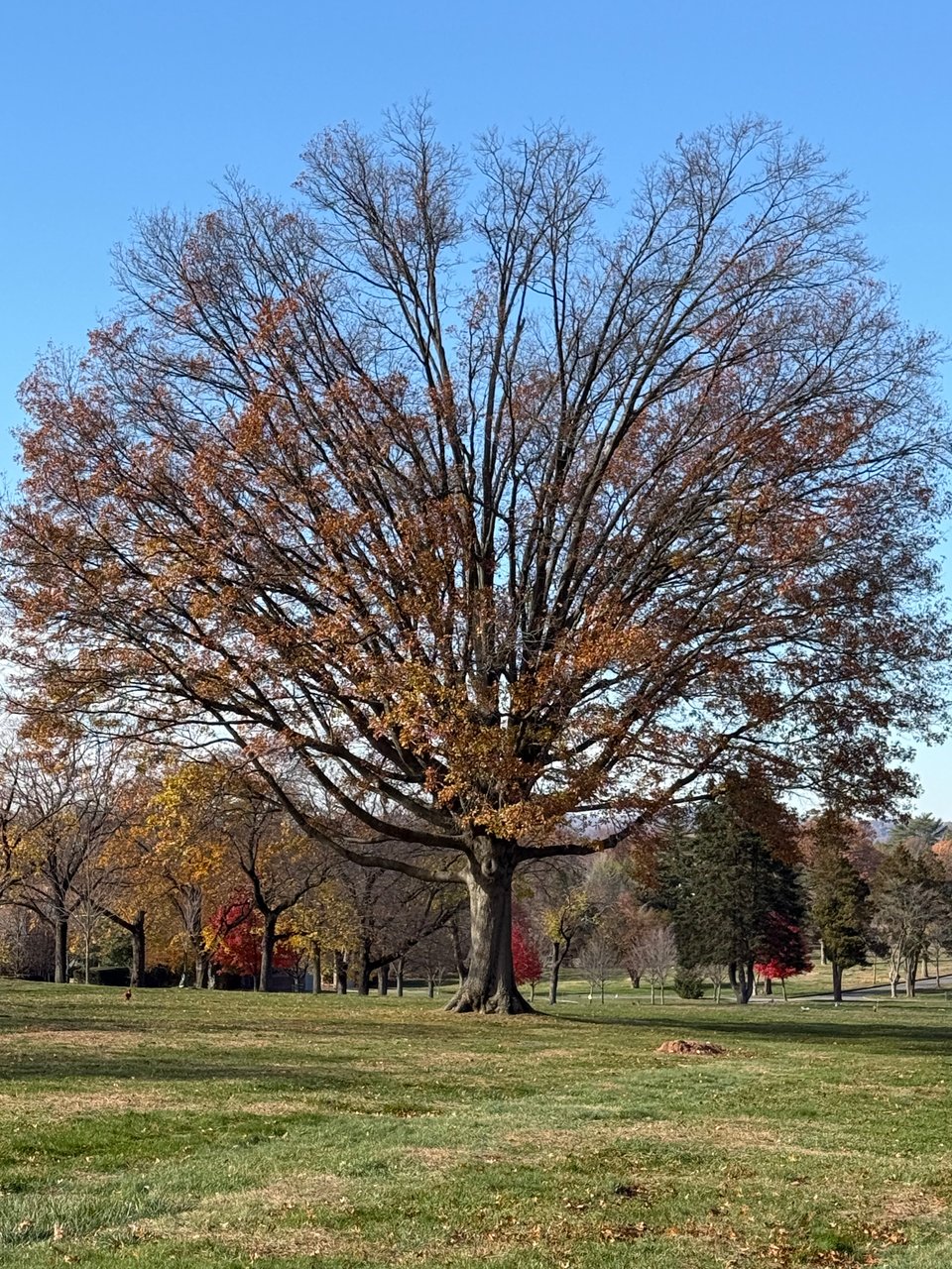photo of a tree mostly bare of leaves in a memorial park