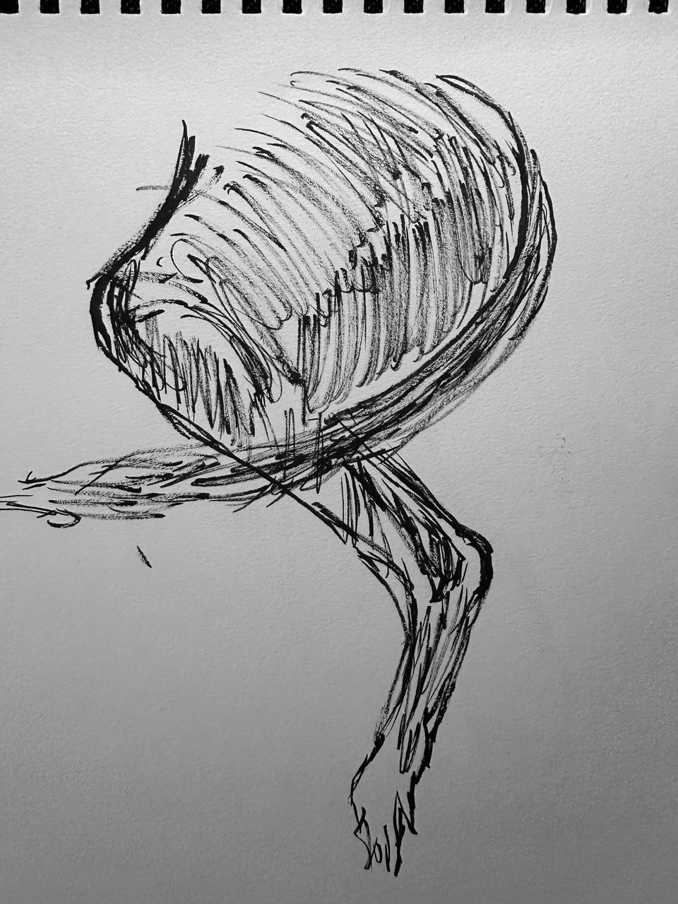 brush-pen sketch of a greyhound's rear left leg/haunch + tail