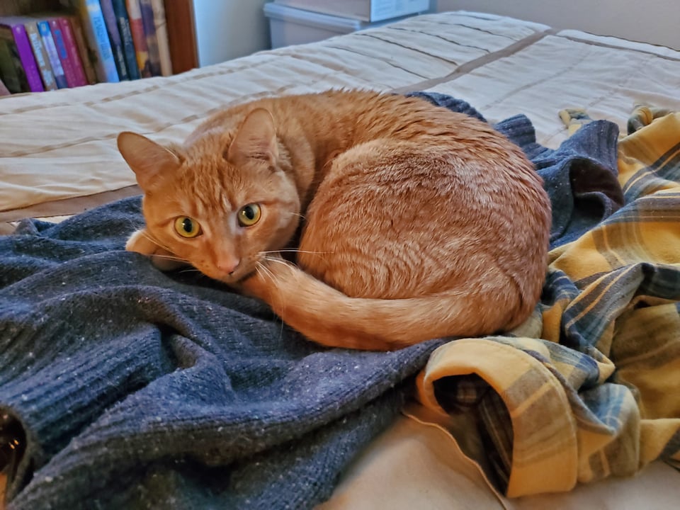 A ginger tabby curled up on a grey sweater.