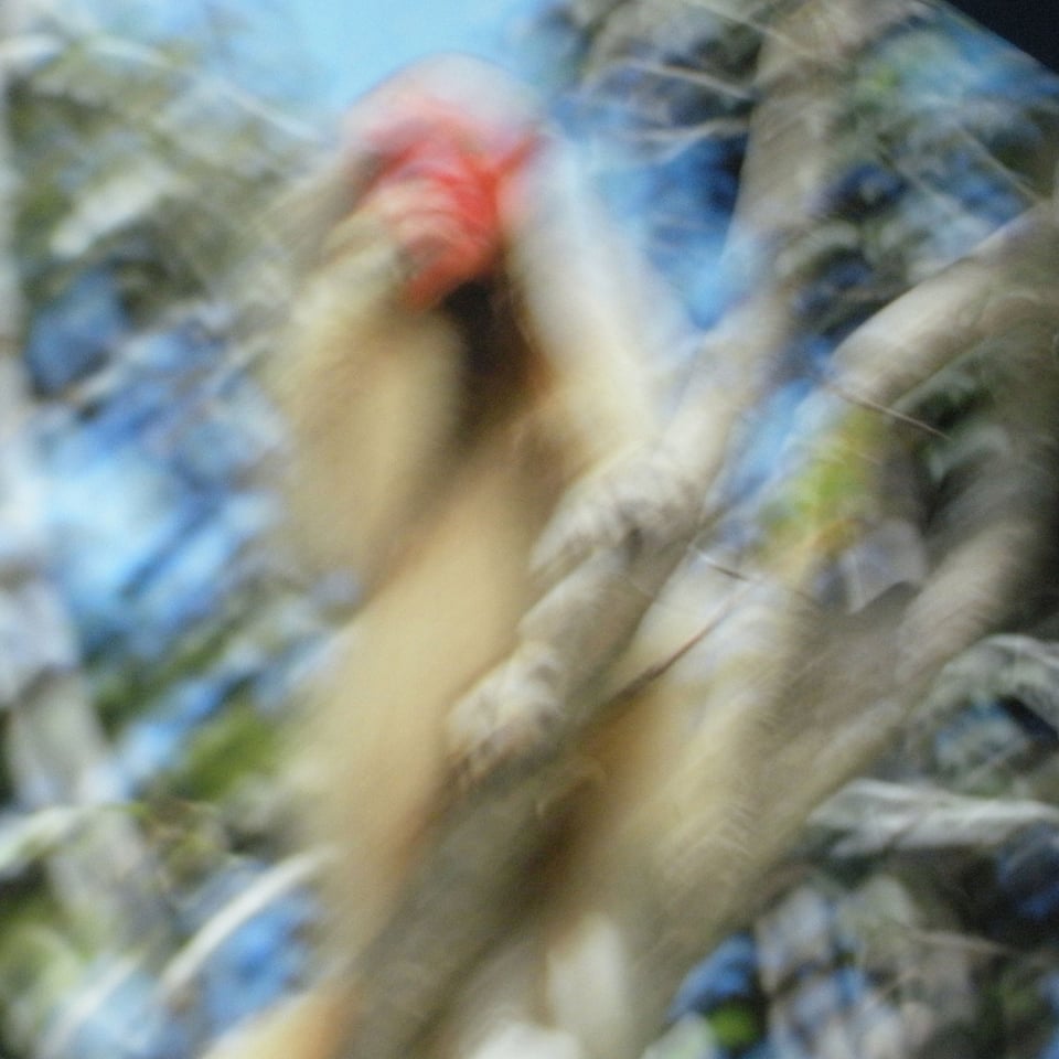 An extremely blurry photo of a orangutan... I think. Taken by my daughter.