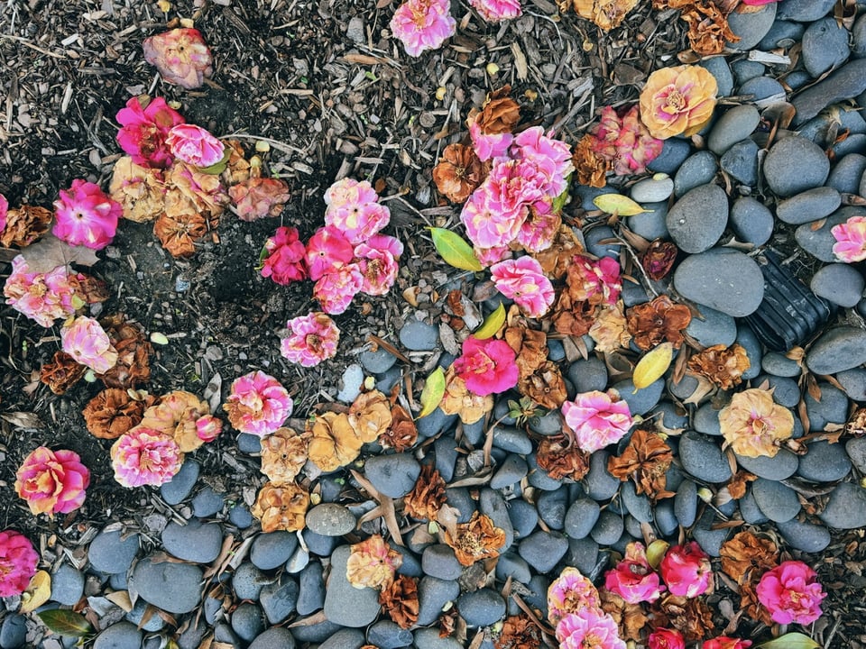 Spent camellia flowers on the ground