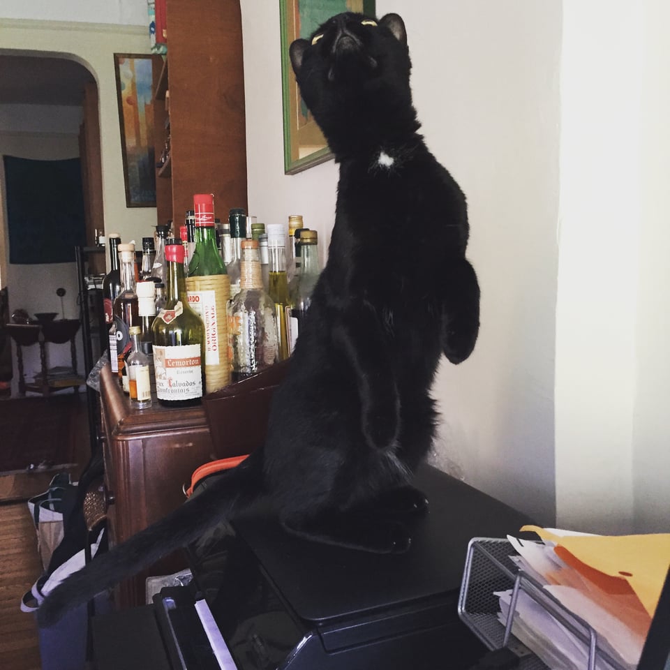 adorable black cat balancing on hind legs atop a printer with bottles in background