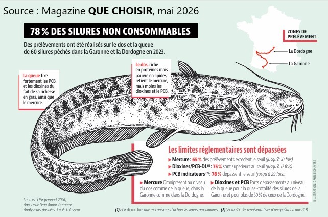 Extrait de l'article du magazine QUE CHOISIR de mai 2026 publié grâce à l'aimable autorisation du magazine. Les limites réglementaires des taux de contamination en mercure, dioxines et PCB sont dépassées dans la chair du silure du bassin Garonne-Dordogne.
