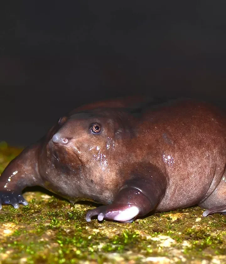 A large looking purple frog