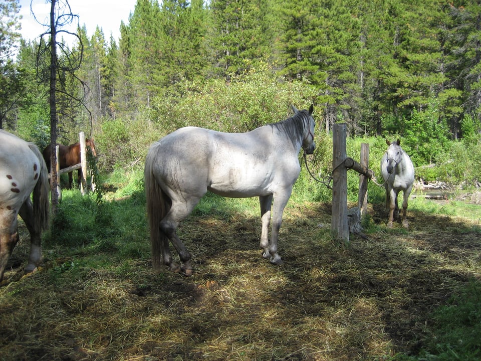 Two grey horses tehtered in a forest, both looking at the camera.