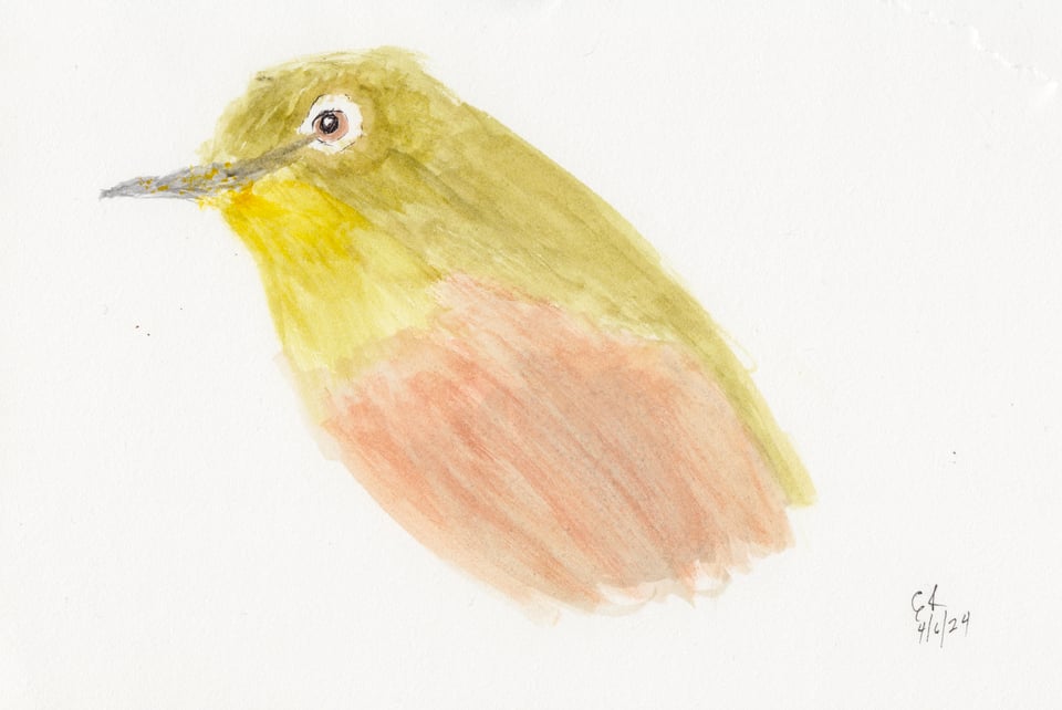 A watercolor of a Japanese White Eye bird. Tried dry brush at the beginning, which worked okay, but then got too fussy as I worked on the chin, eye, etc. I don't like how the body came out, but didn't want to keep retouching it.