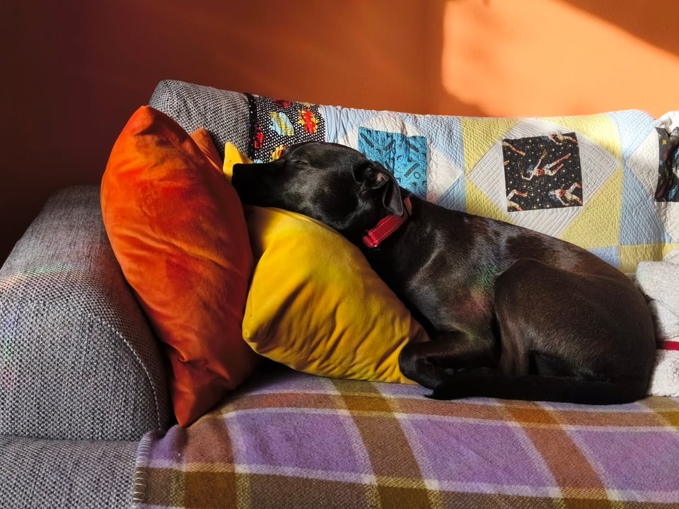 brown dog, red collar, purple couch, friend-made superhero quilt, orange and yellow pillows, we are not afraid of color