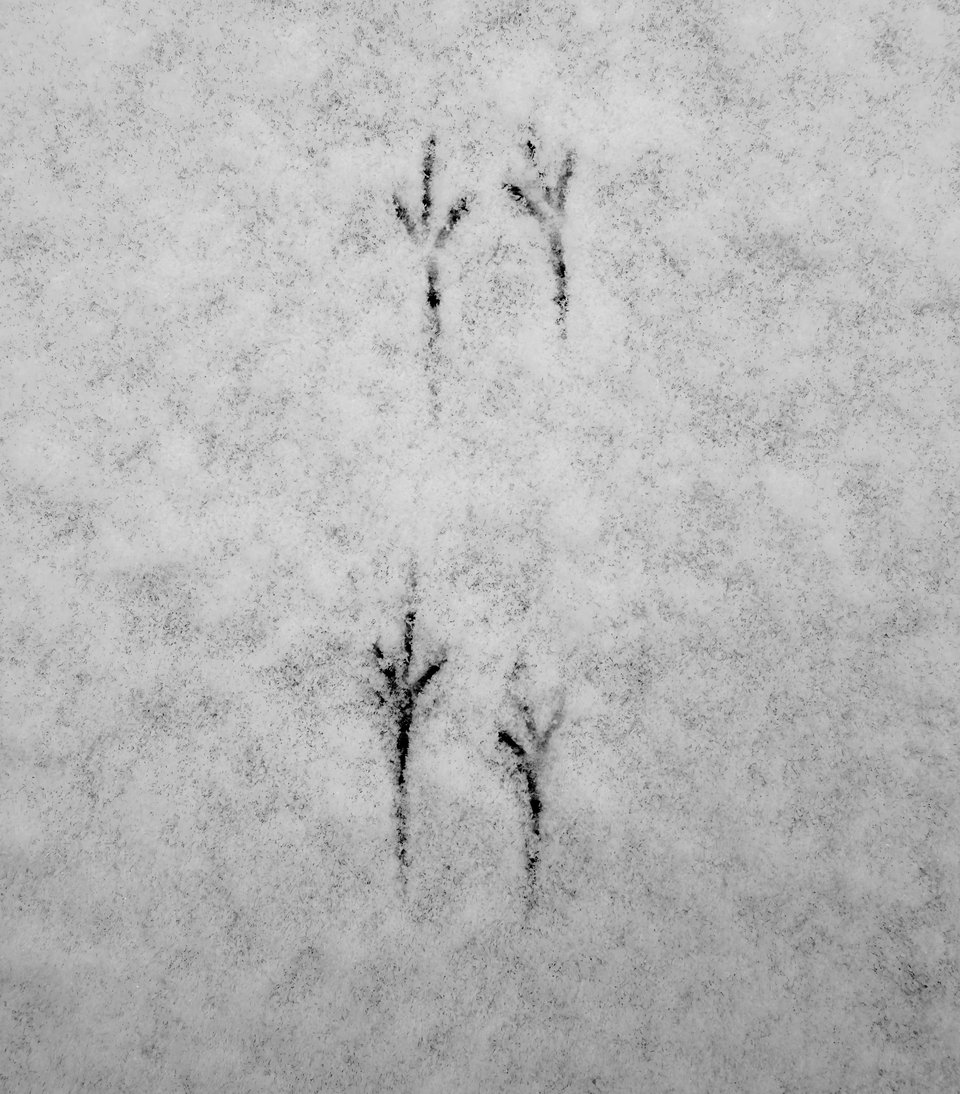 b/w photo of little talon-prints in light snow over a driveway