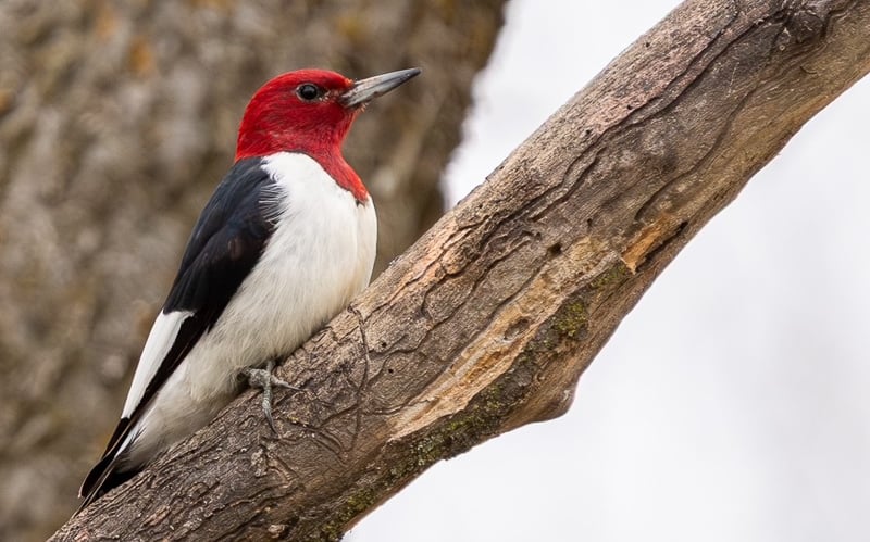 To our delight, Red-headed Woodpeckers are everywhere in Frontenac State Park this year. Frontenac State Park Association bird enthusiast Janet Malotky wrote about one possible contributing factor to their resurgence in a recent newsletter. In a nutshell, the loss of our beautiful ash trees to the emerald ash borer means more dead and dying tree habitat for the Red-headed. The circle of life is ever complex. / Photo by Earl Bye