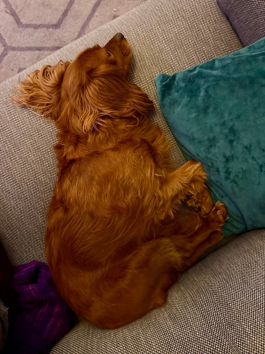 A cute pup photographed from above as he lies on the sofa.