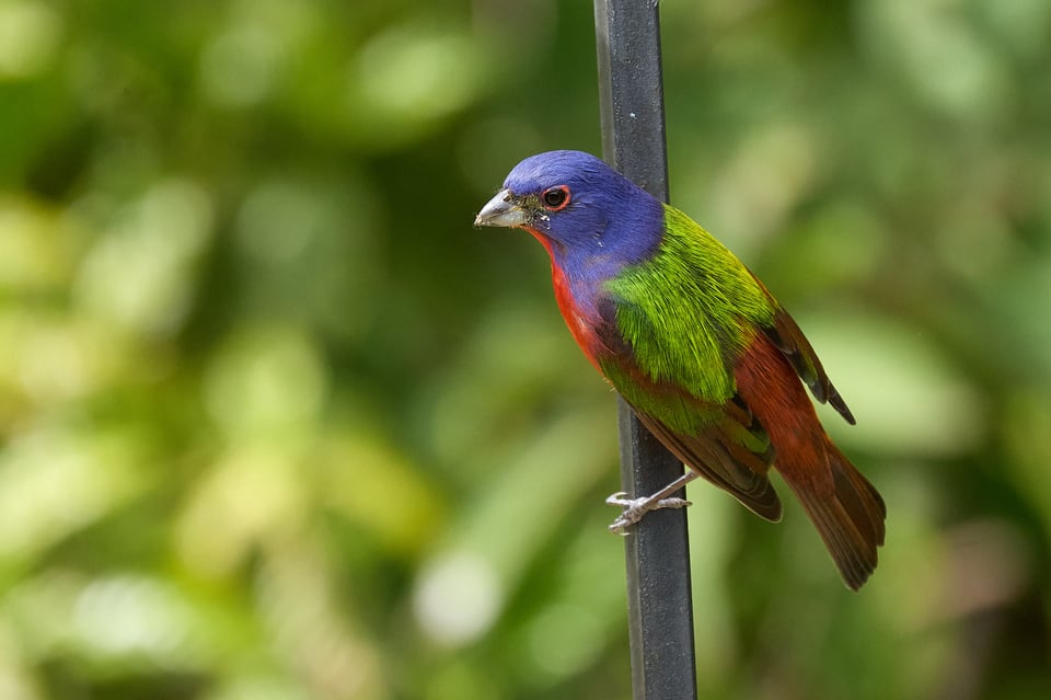 A striking red, green, and blue bird