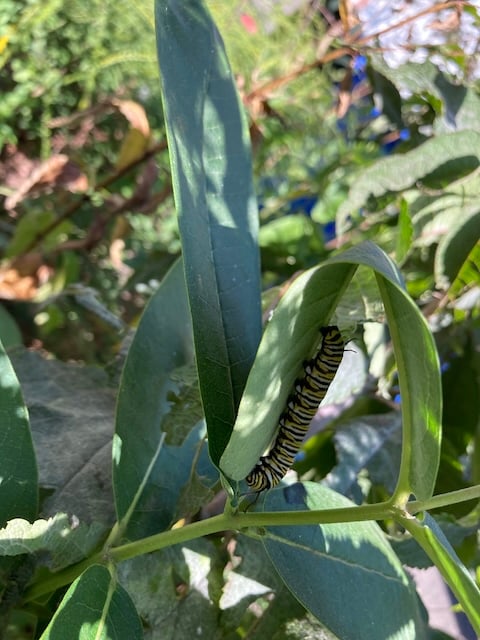 Monarch caterpillar on milkweed.