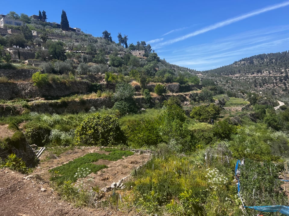 A terraced landscape of plants and trees on a hill, in front of a bright blue sky