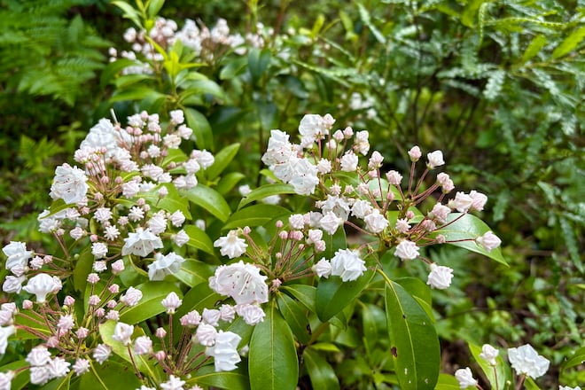 This week: Plant Mountain Laurel 