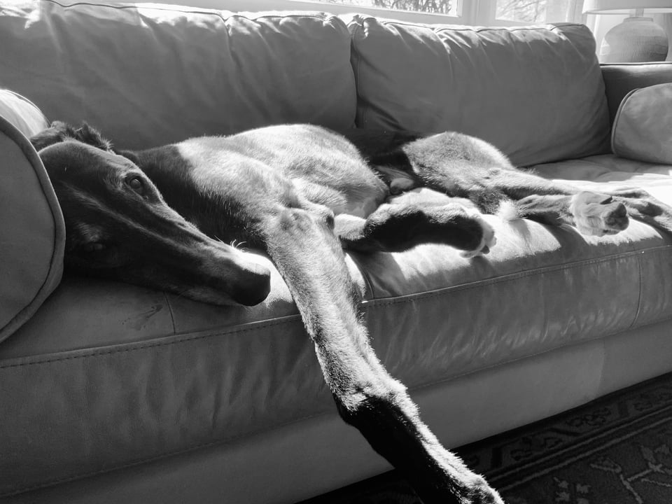 B/W photo of a B/W greyhound sprawled out on a leather sofa