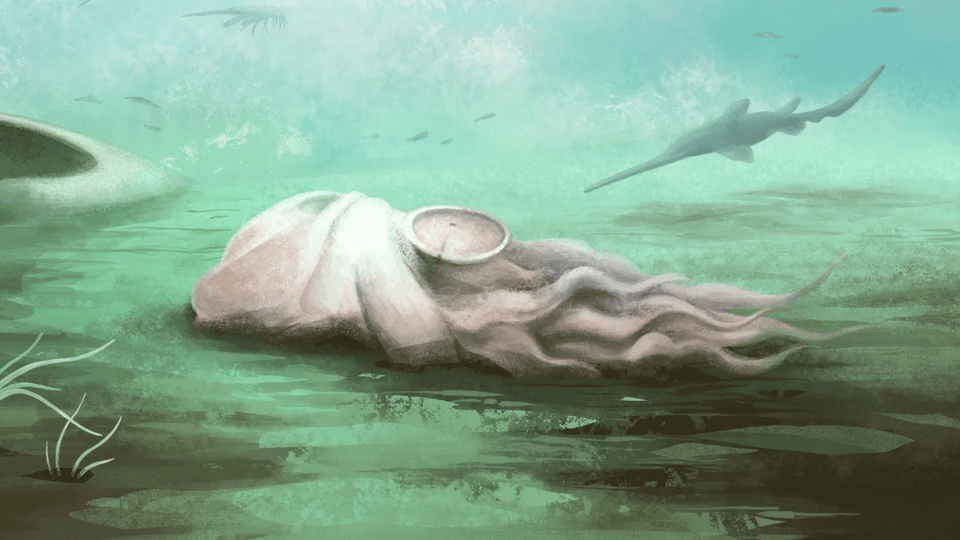 The Amazing Disappearing Octopus
