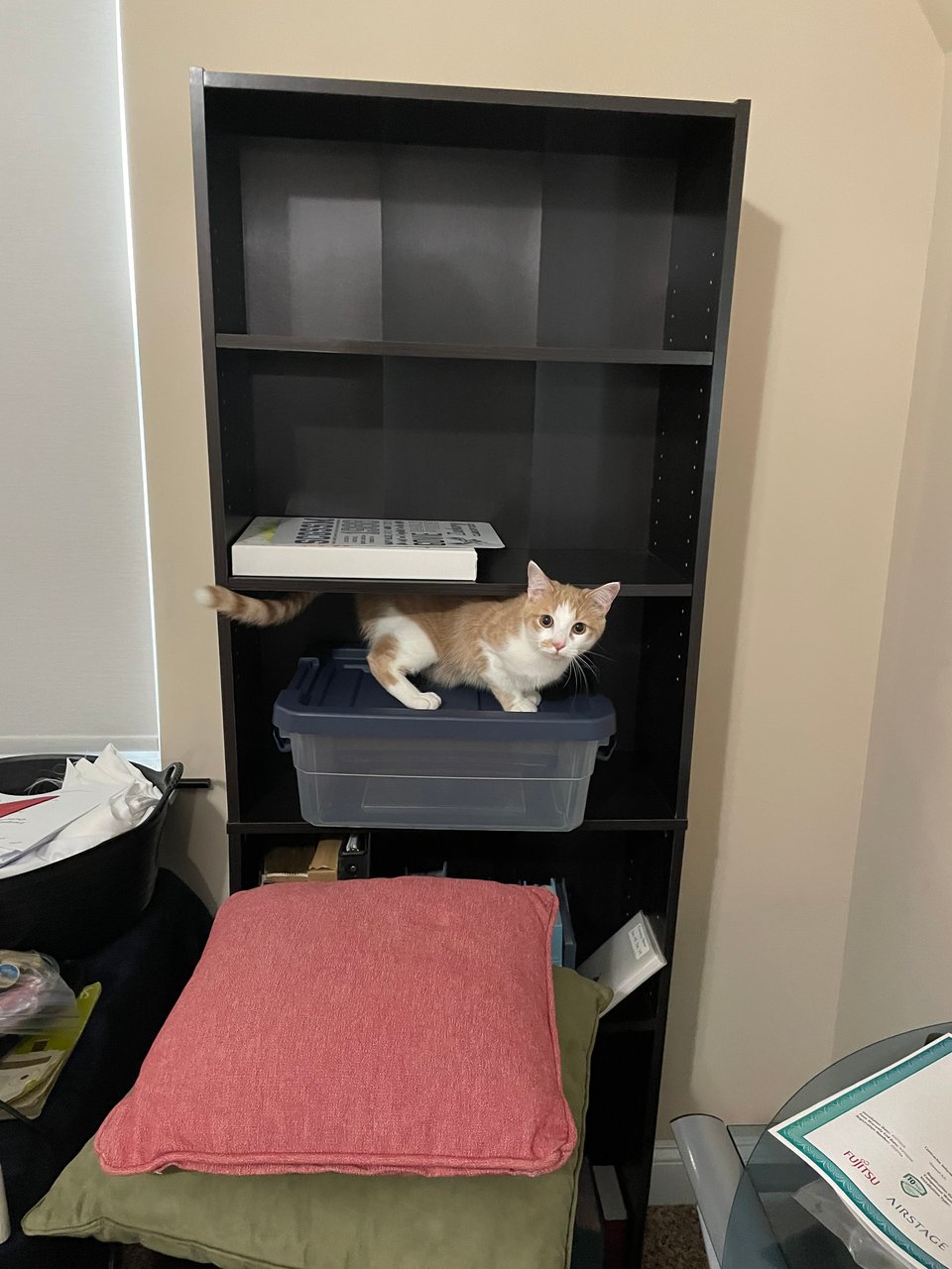 Timmy climbing on shelves