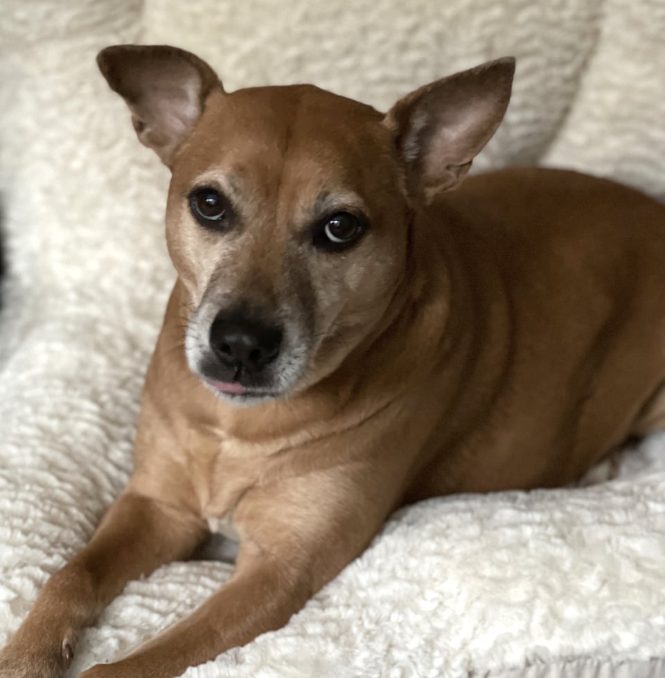 Kizu, a short-haired fawn-colored dog with a white-flecked muzzle, one pointed ear and one half-flopped ear and dark brown eyes is laying on a fuzzy bed, looking up snarkily and sticking out the very tip of the tongue.