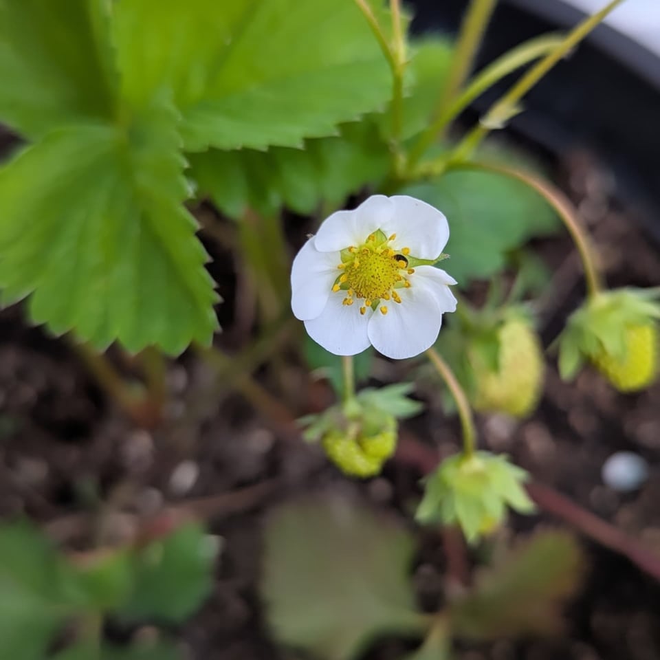A white strawberry flower is in the foreground in focus. The remaining green strawberries on the vine are blurry in the background.