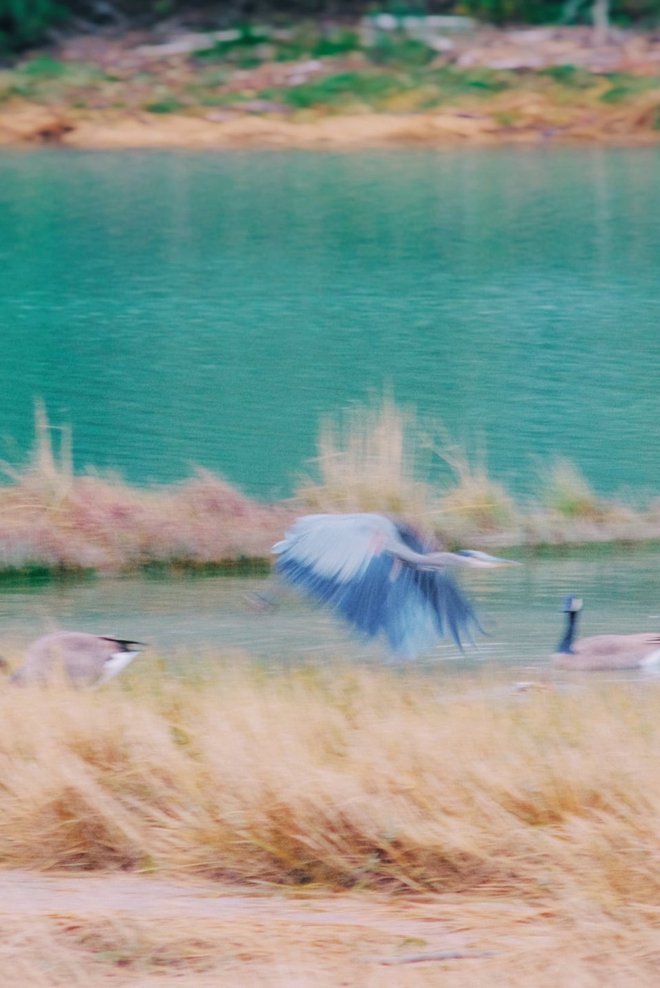 A blurry photo of a Great Blue Heron taking flight