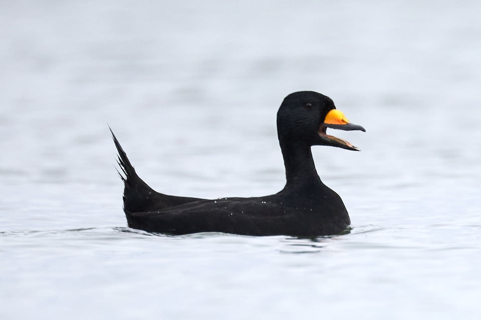 A black duck looking like a Pez dispenser