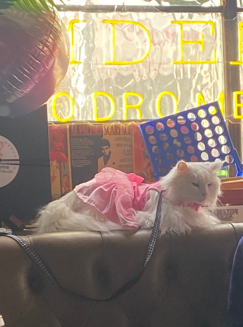 A white fluffy cat in a pink dress or tutu, sitting in the window of a pub