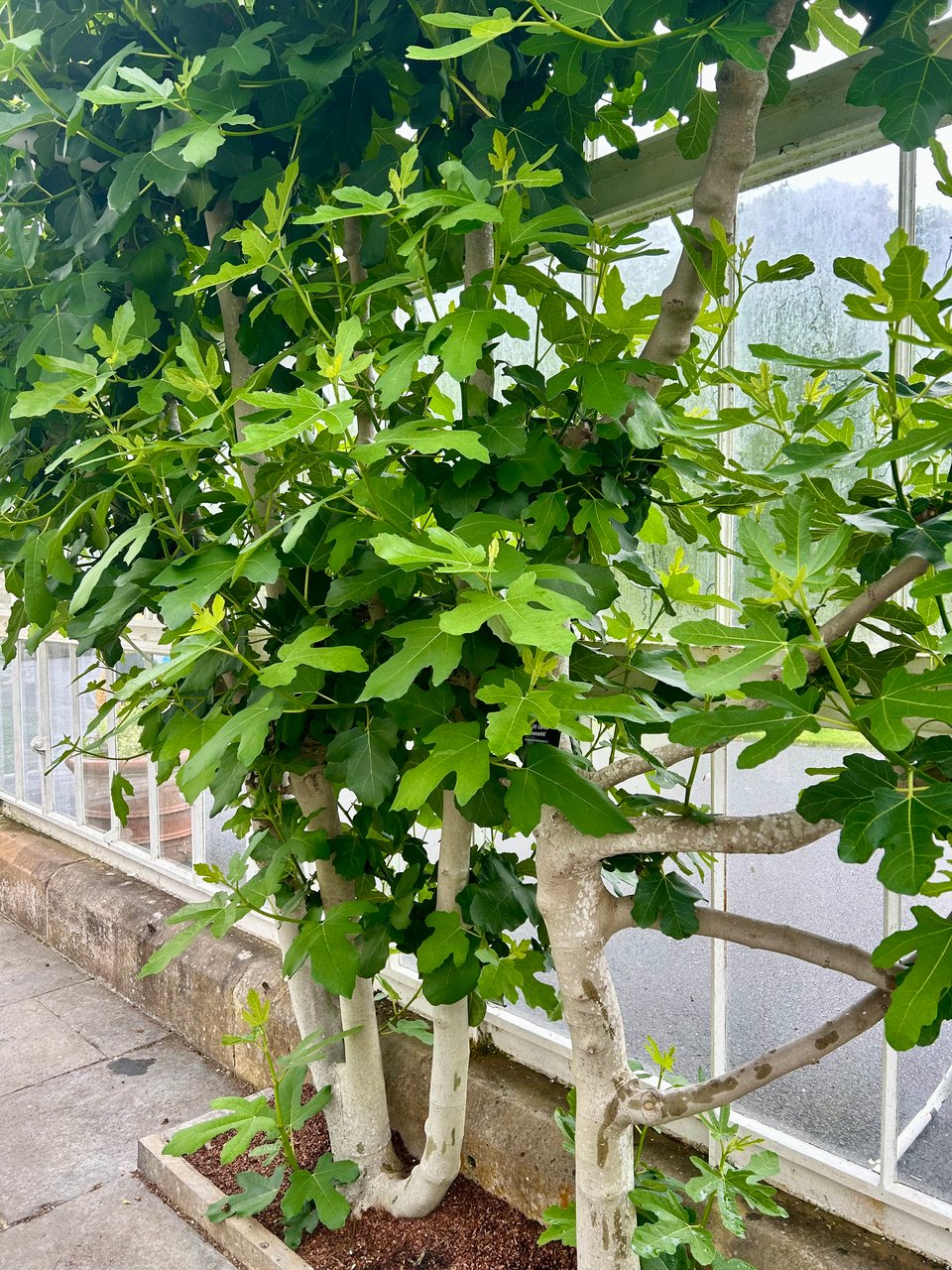 Two big fig trees are growing in a narrow rectangular border inside a glasshouse. They're covered in thick, scented foliage. Image by Rowan Ambrose.