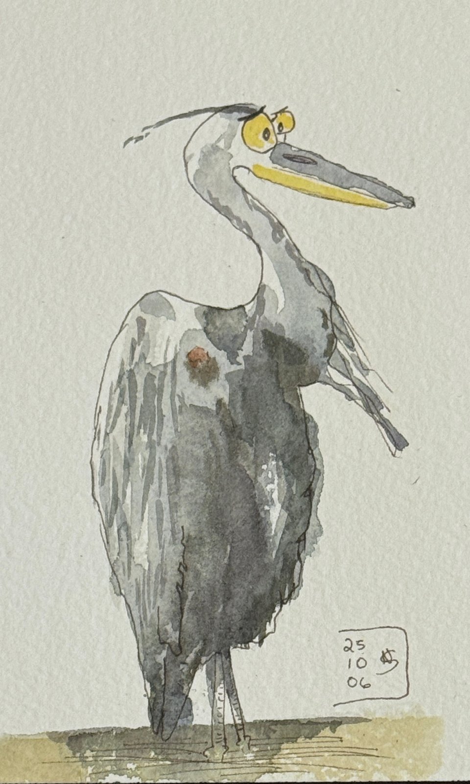 Great Blue Heron viewed in profile. He’s standing in shallow murky water. His long neck is in a tight S shape. He has large cartoonish yellow eyes. Dated October 6, 2025.