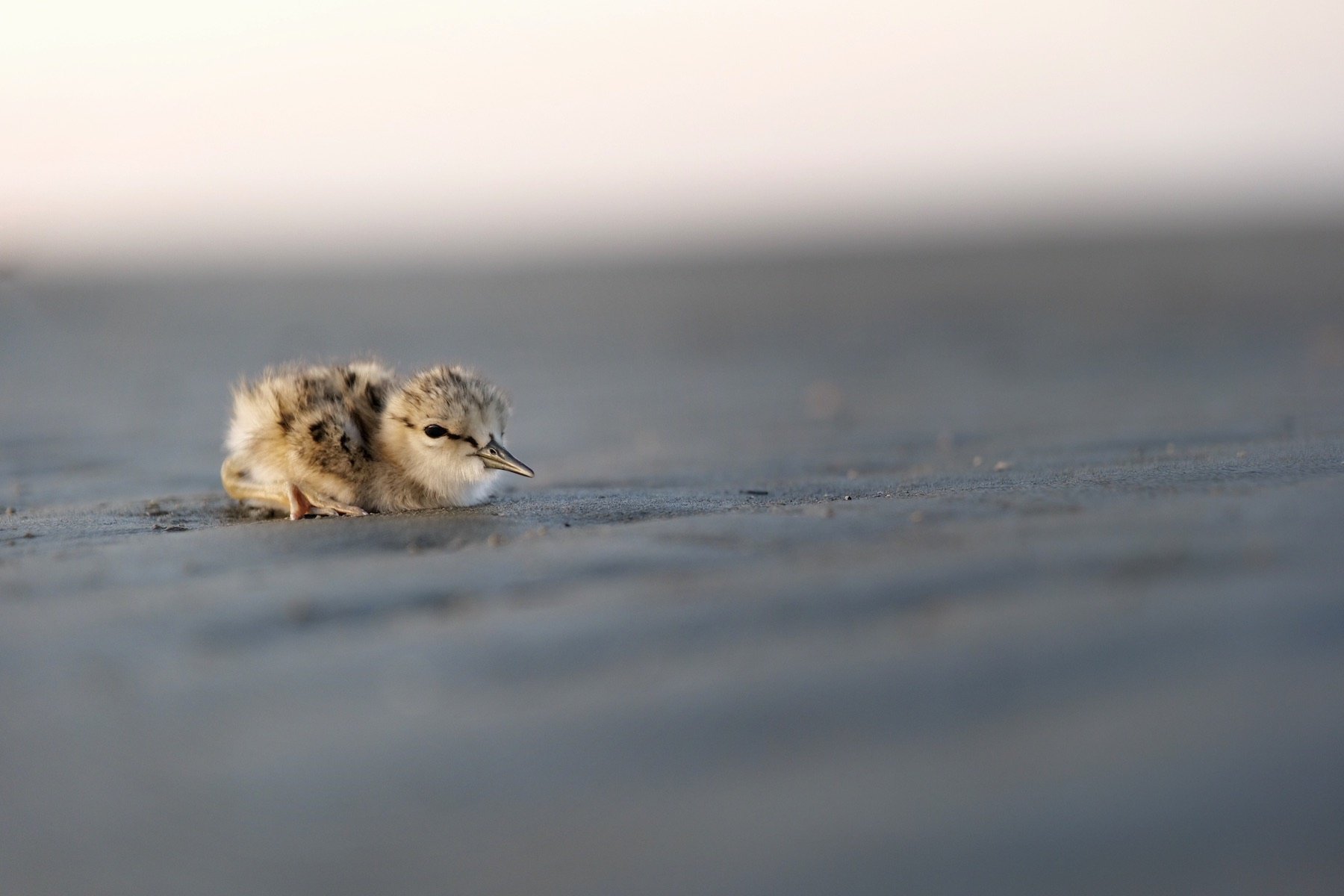 Tuturiwhatu, Banded dotterel on a piece of driftwood.  ![baby-pied-stilts-corne-ferreira-0.jpeg