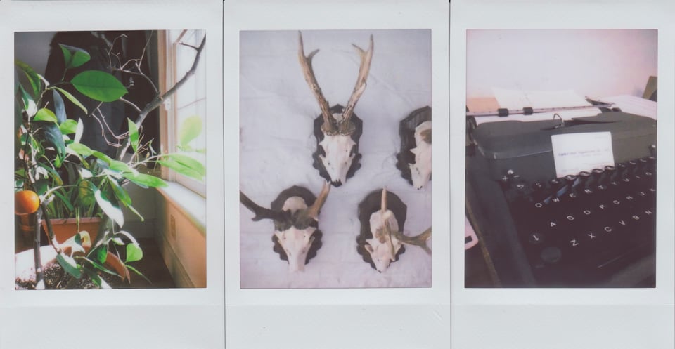 3 Instax photos: left, a small orange shrub indoors w/window light coming from the right; center, several small animal skulls w/antler mounted on a white stone wall; right, a dark gray manual typewriter with black keys.