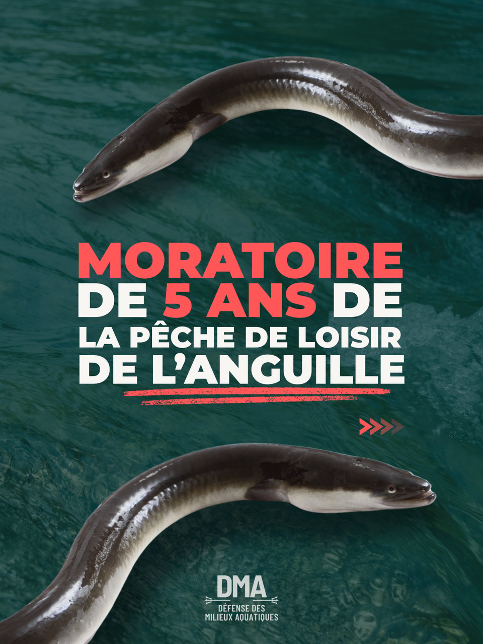 Le 11 février 2026, le comité national de l'eau a voté en faveur d'un moratoire de la pêche de loisir de l'anguille pendant 5 ans. Mais l'État a reculé...devant la fédération de pêcheurs amateurs !