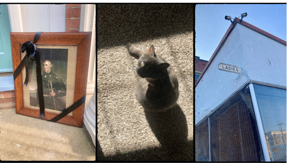 three photos in a frame. L-R: a framed picture of Zachary Taylor sitting on a stoop and wrapped in a black ribbon bow; a gray dilute tortie cat sitting in a square of sunlight; a mysterious "Ladies" sign on the exterior of an abandoned building.