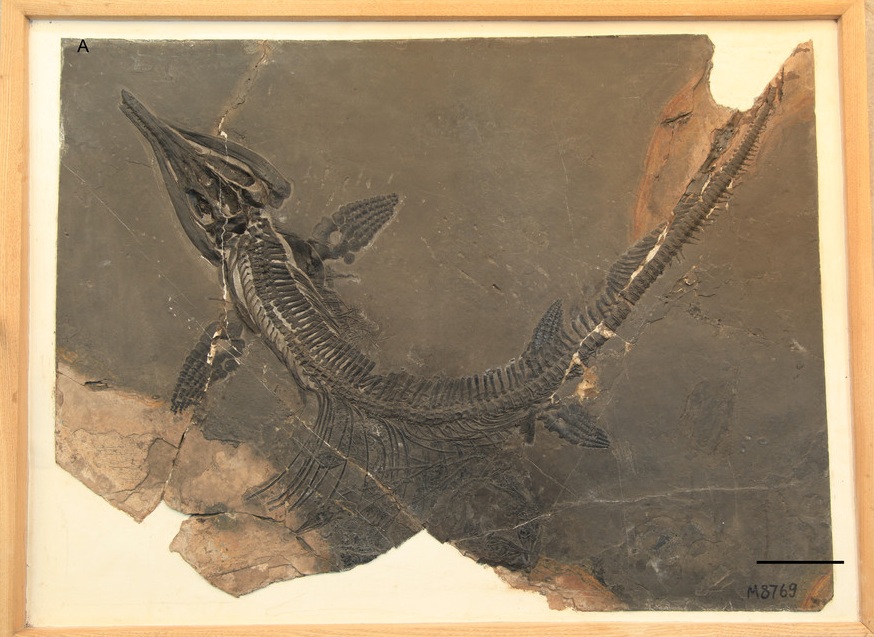 Early Ichthyosaurs Had Big Litters