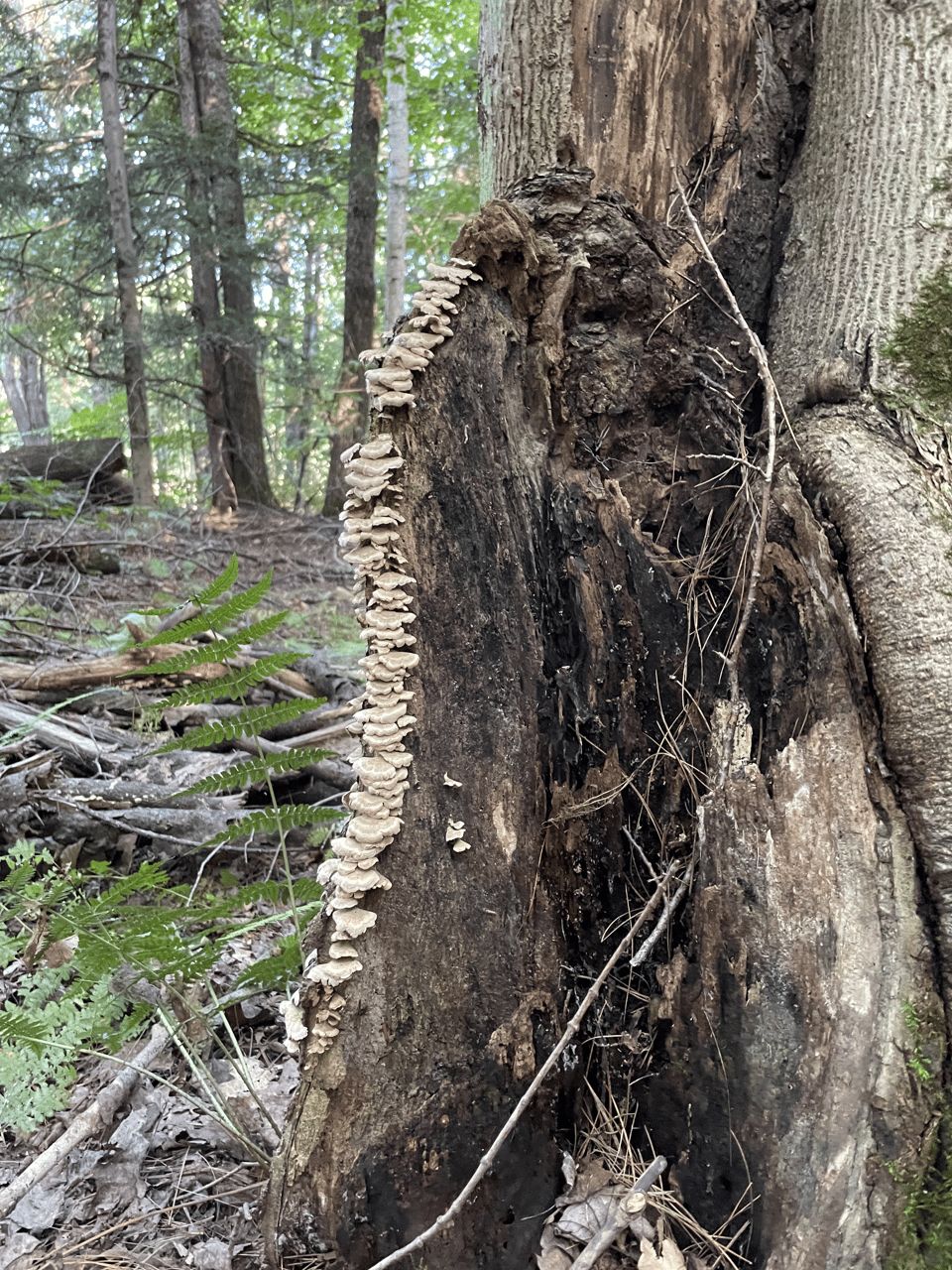 Mushrooms in the shape of a spinal column growing up a rotting tree stump, because spooky season!