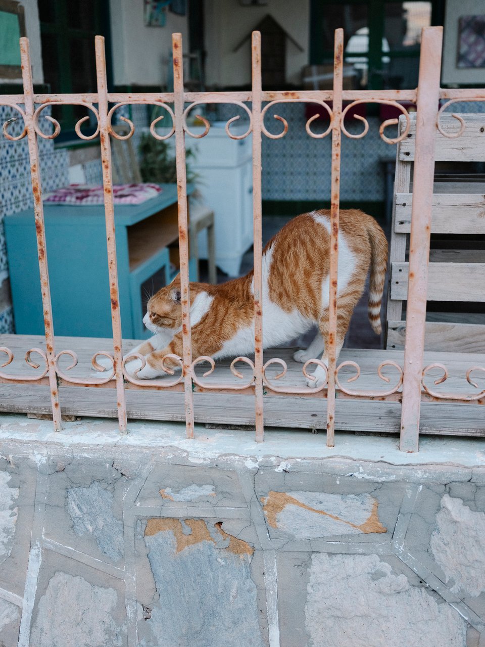 Un gato naranja se estira detrás de una reja
