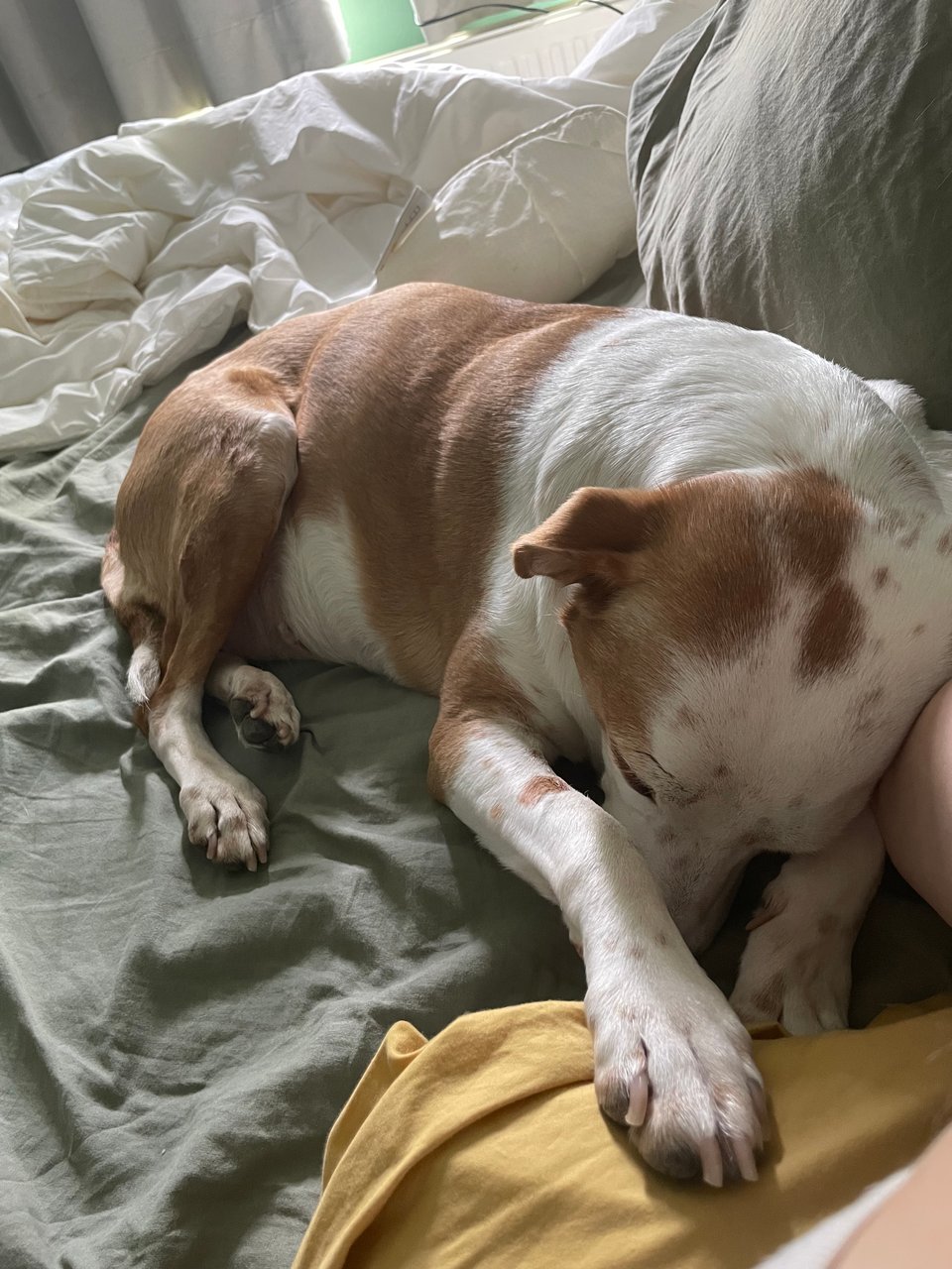Tilly, a white and orange dog, is lying on a bed and also on my right arm. Her paw rests on the pillow near my side and her snout is tucked in.