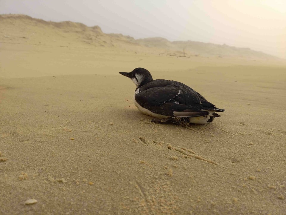 Guillemot de Troïl dénutri et rejeté sur la plage aquitaine.