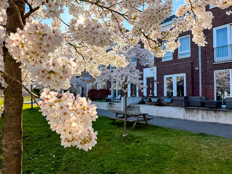 Close up of cherry trees in full bloom backlit in the late afternoon sunlight.
